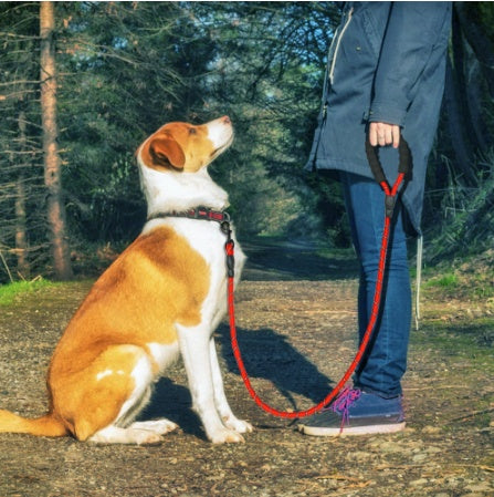 Reflective Nylon Leash